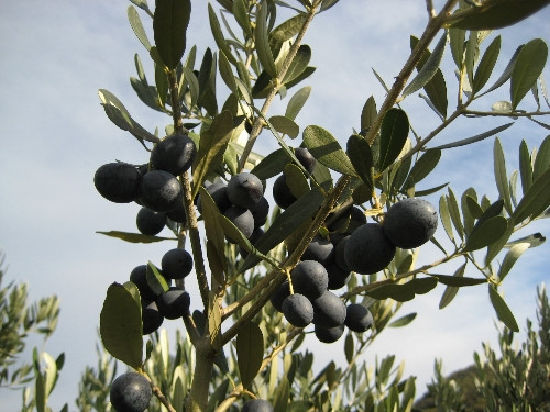 immagine 13° Festa dell'olio 6-7 novembre 2021