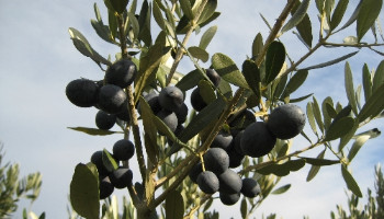 13° Festa dell'olio 6-7 novembre 2021