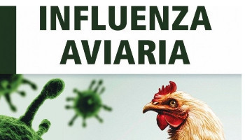 INFLUENZA AVIARIA